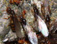 Lasius flavus Video