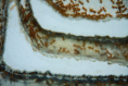 Lasius flavus