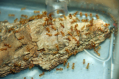 Lasius flavus