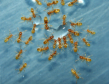 Lasius flavus trinken Zuckerwasser