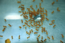Lasius flavus trinken Zuckerwasser