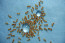 Lasius flavus trinken Zuckerwasser