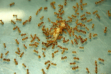 Lasius flavus