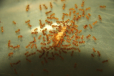Lasius flavus