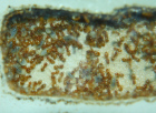 Lasius flavus Larvenaufzucht