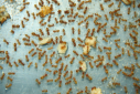Lasius flavus Futterversorgung