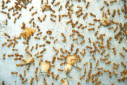 Lasius flavus Futterversorgung