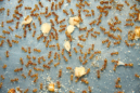 Lasius flavus Futterversorgung