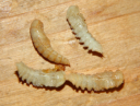 Mehlkäferpuppen