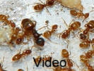 Lasius flavus Video