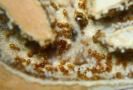 Lasius flavus