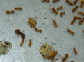 Lasius flavus
