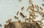 Lasius flavus