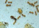 Lasius flavus