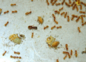 Lasius flavus