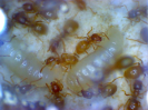 Lasius flavus Jungköniginnenaufzucht