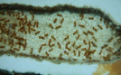 Lasius flavus