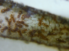 Lasius flavus Nacktpuppen