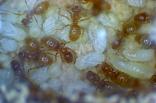 Lasius flavus Nacktpuppen