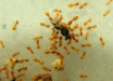 Lasius flavus Futter