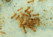 Lasius flavus Futter
