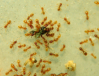 Lasius flavus Futter