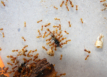 Lasius flavus Futter