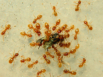 Lasius flavus Futter