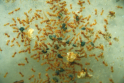 Lasius flavus futtern Blattläuse