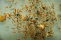 Lasius flavus futtern Blattläuse