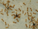 Lasius flavus