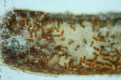 Lasius flavus Jungköniginnenaufzucht