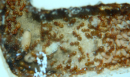 Lasius flavus