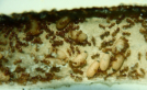 Lasius flavus Jungköniginnenaufzucht