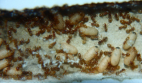 Lasius flavus Jungköniginnenaufzucht