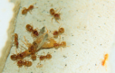 Lasius flavus