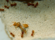 Lasius flavus