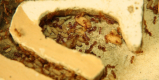 Lasius flavus