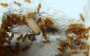 Lasius flavus