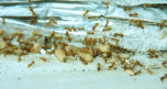 Lasius flavus