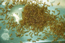 Lasius flavus