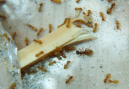 Lasius flavus Riesenarbeiterin