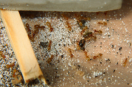 Lasius flavus