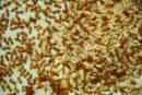 Lasius flavus