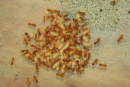 Lasius flavus
