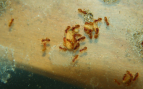 Lasius flavus
