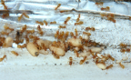 Lasius flavus