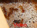 Lasius flavus Umzug Video