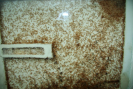 Lasius flavus