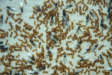 Lasius flavus mit Jungköniginnen